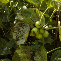 Cordia subcordata Lam.